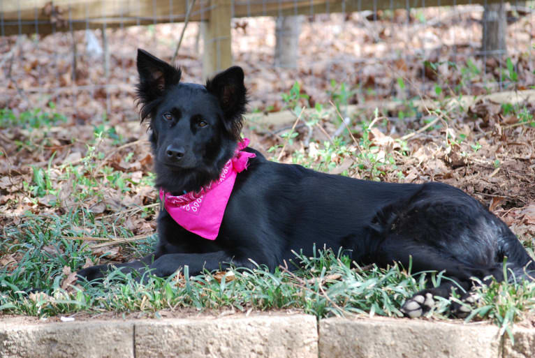 Stella, a Labrador Retriever and Golden Retriever mix tested with EmbarkVet.com