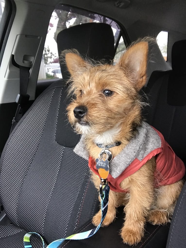 Scrappy, a Silky Terrier and Pomeranian mix tested with EmbarkVet.com