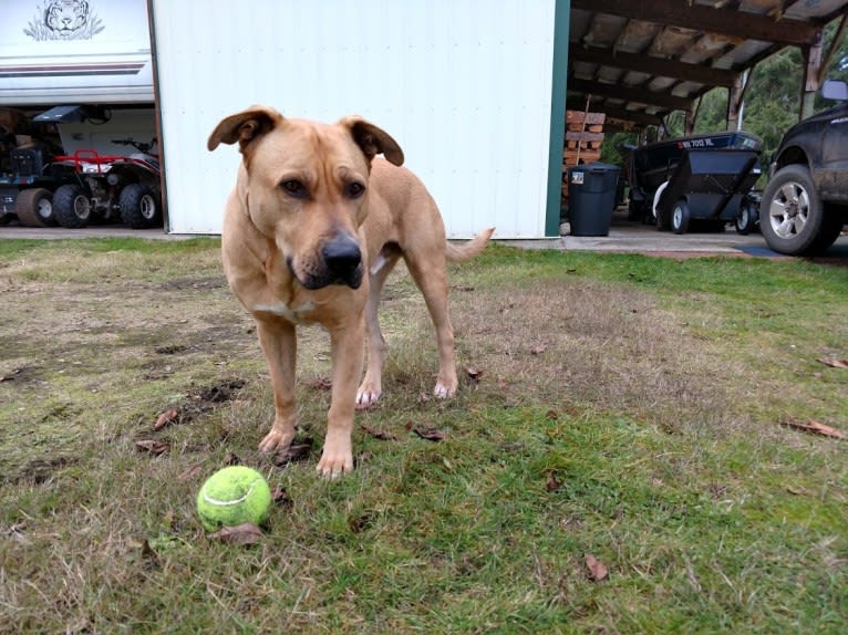 Duke, a German Shepherd Dog and American Pit Bull Terrier mix tested with EmbarkVet.com