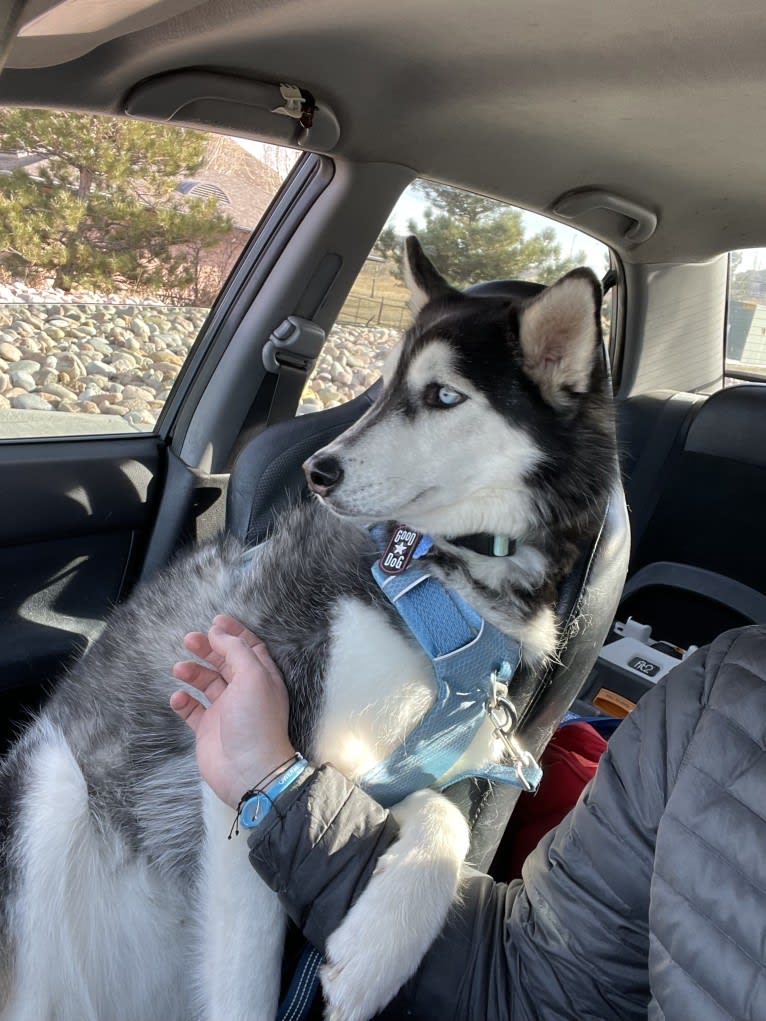 Drake Flynn, a Siberian Husky tested with EmbarkVet.com