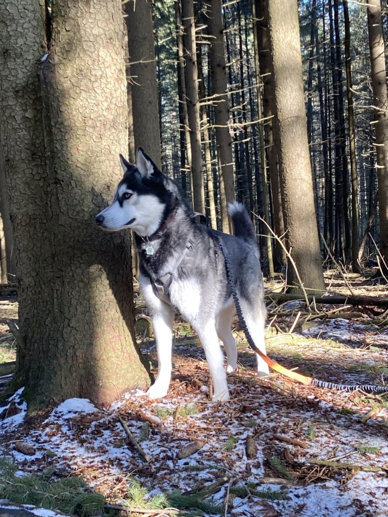 Marko, a Siberian Husky tested with EmbarkVet.com