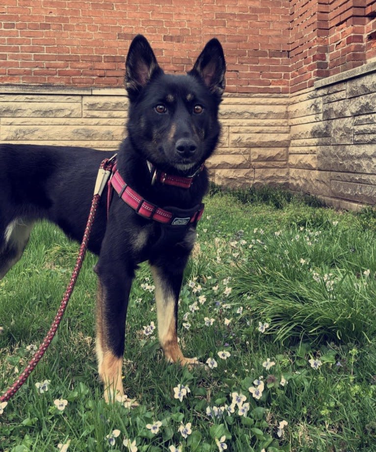 Laika, a Siberian Husky and Border Collie mix tested with EmbarkVet.com