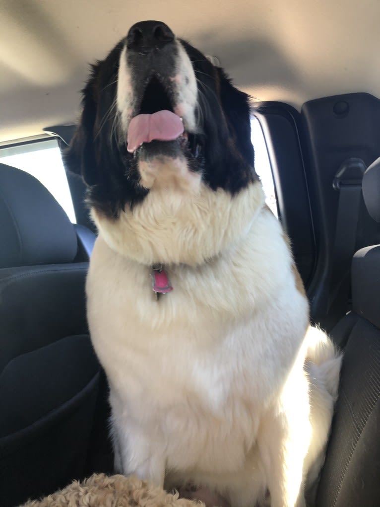 Sadie, a Saint Bernard tested with EmbarkVet.com