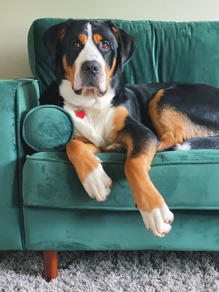 Beans, a Greater Swiss Mountain Dog tested with EmbarkVet.com