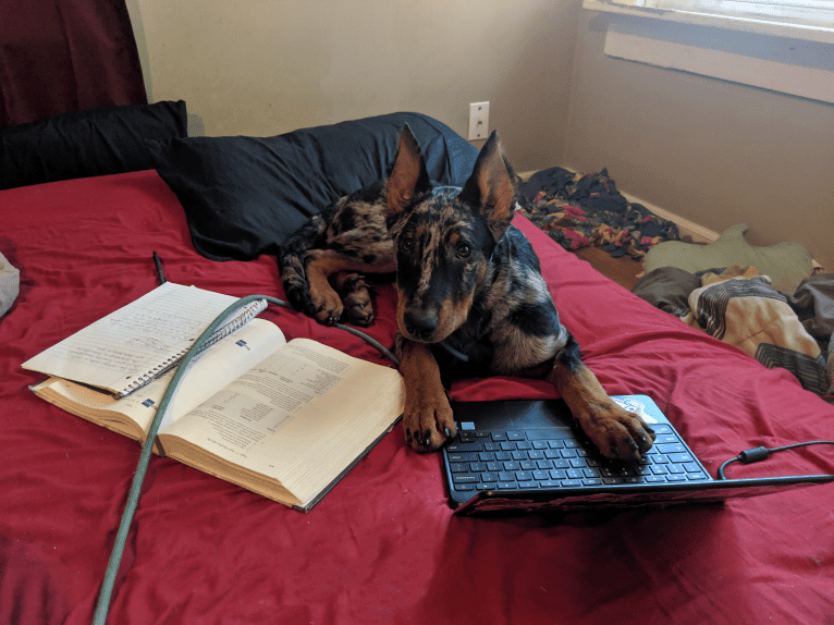 Orabelle, a Beauceron tested with EmbarkVet.com