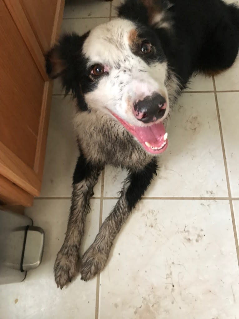 Rocket, an Australian Shepherd and Bernese Mountain Dog mix tested with EmbarkVet.com