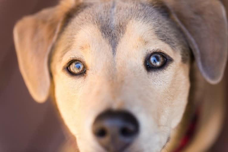 Dixie, a Chow Chow and Siberian Husky mix tested with EmbarkVet.com