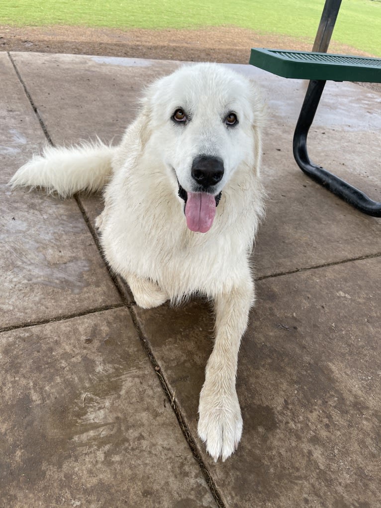 Looney “Chik’in Mini Bandit” Bear, a Great Pyrenees tested with EmbarkVet.com