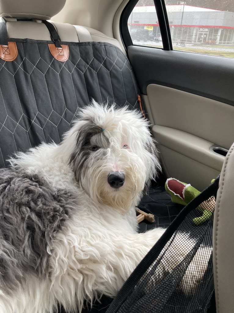 Indy, an Old English Sheepdog tested with EmbarkVet.com