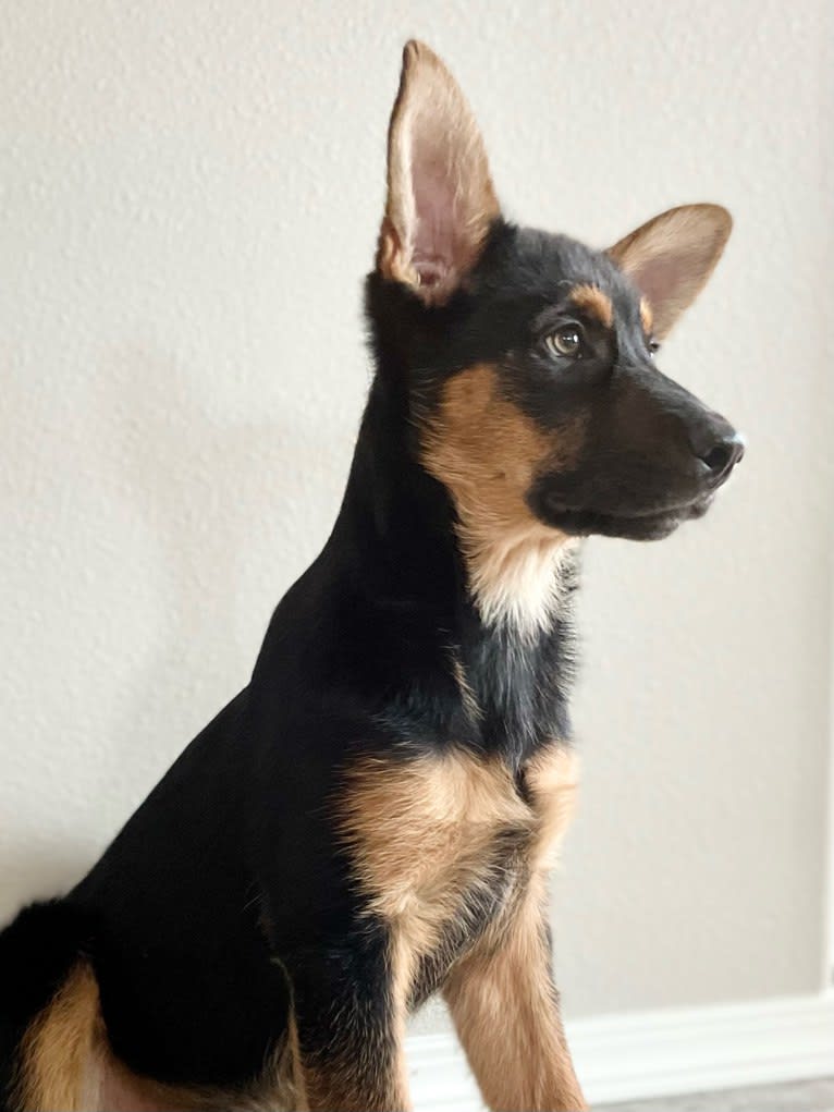 Rocky, a German Shepherd Dog and Australian Cattle Dog mix tested with EmbarkVet.com