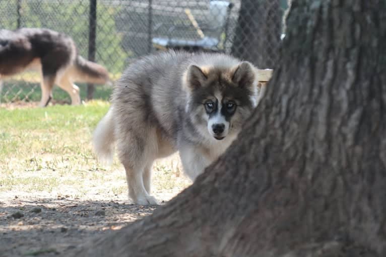 Iroh, a Siberian Husky tested with EmbarkVet.com