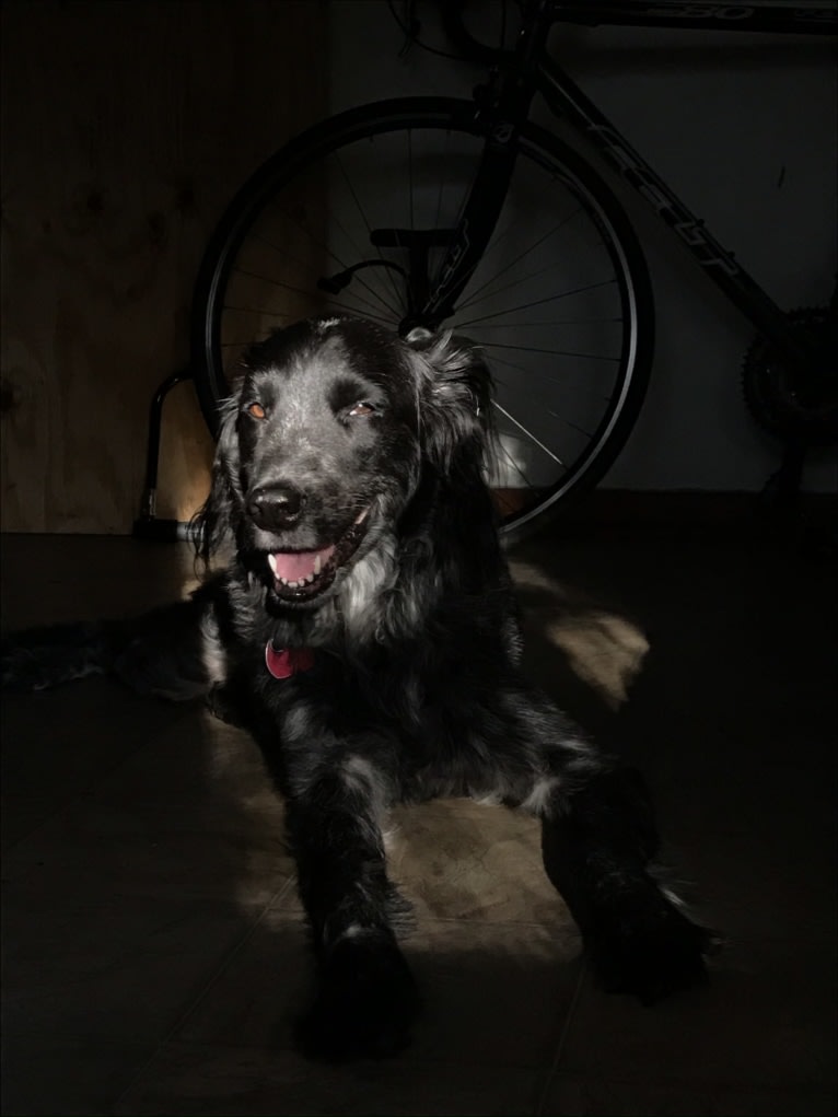 Fred, a Golden Retriever and Great Pyrenees mix tested with EmbarkVet.com