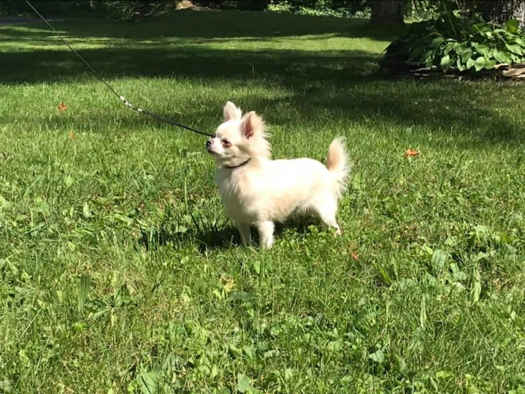 Yeti, a Chihuahua tested with EmbarkVet.com