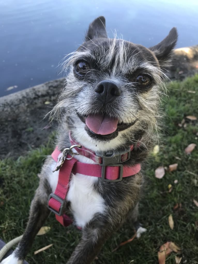 Boston terrier top yorkie mix