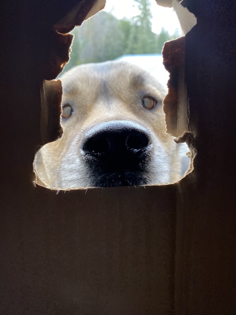 Tuffy, an American Pit Bull Terrier and Siberian Husky mix tested with EmbarkVet.com