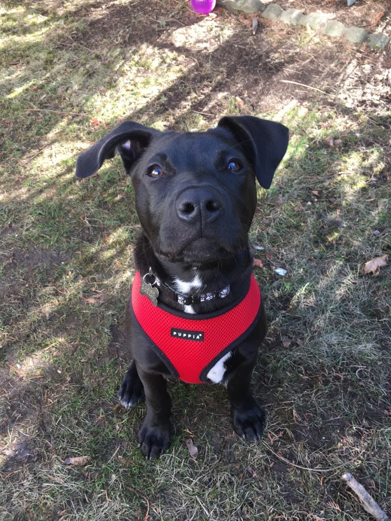 Teddy, an American Pit Bull Terrier and American Staffordshire Terrier mix tested with EmbarkVet.com