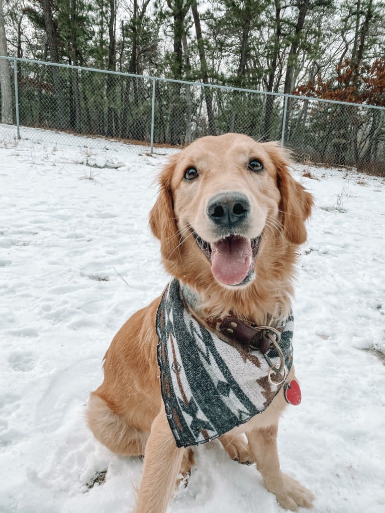 Marley, a Golden Retriever tested with EmbarkVet.com