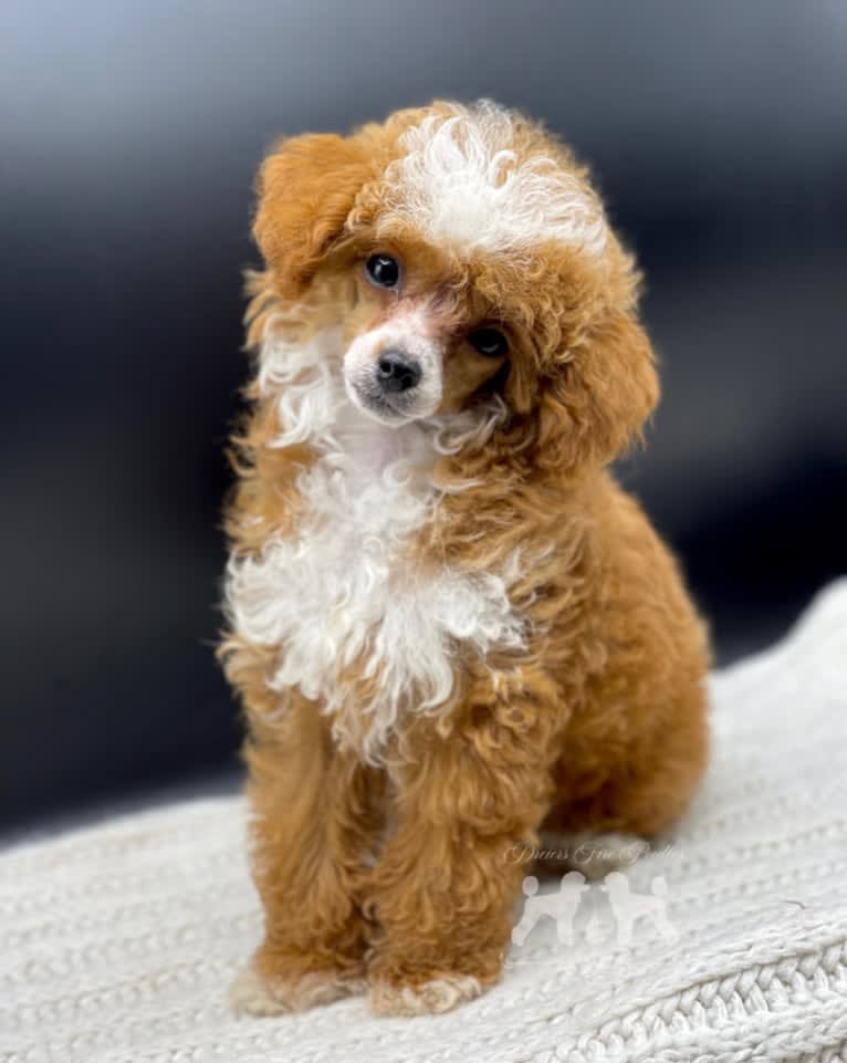 Nimbus, a Poodle (Small) tested with EmbarkVet.com