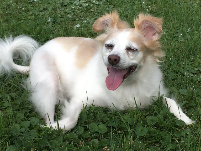 Annabelle, a Chihuahua and Pekingese mix tested with EmbarkVet.com