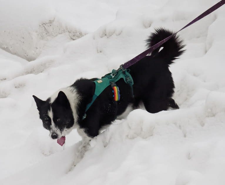 Stella, a Karelian Bear Dog tested with EmbarkVet.com