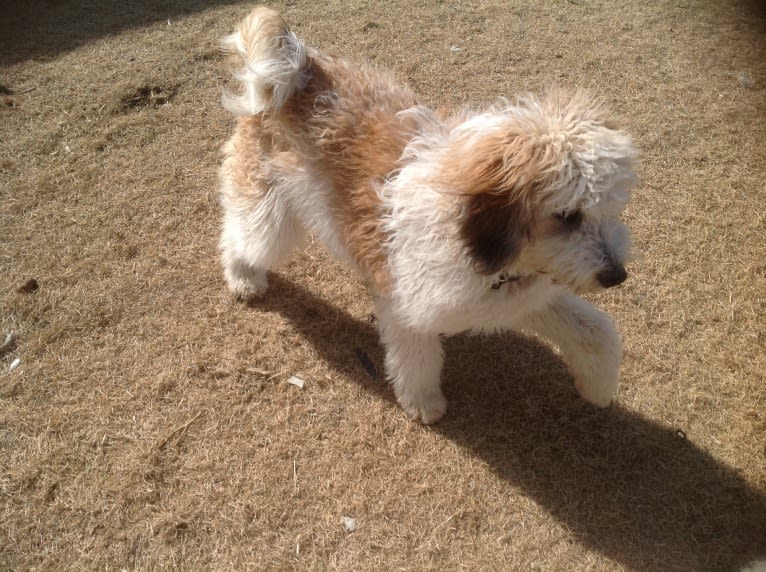 mira, a St. Berdoodle tested with EmbarkVet.com