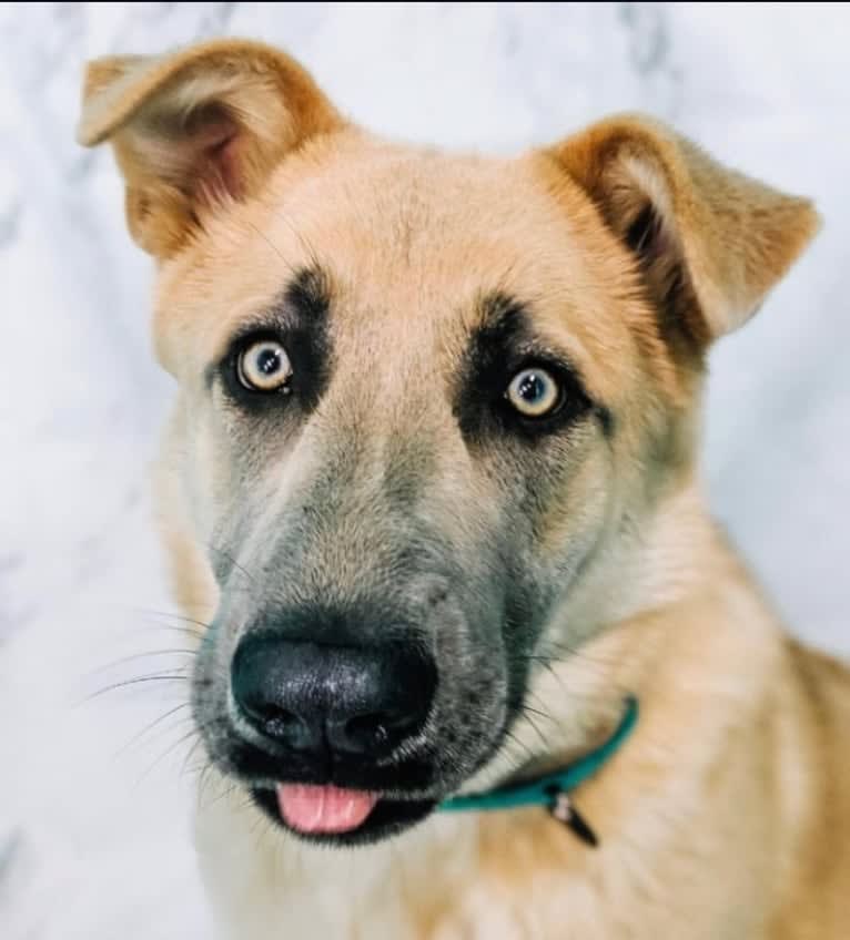 Boban, a German Shepherd Dog and Great Pyrenees mix tested with EmbarkVet.com