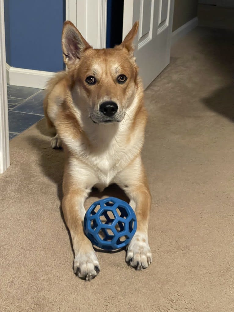 Dax, a Carolina Dog tested with EmbarkVet.com