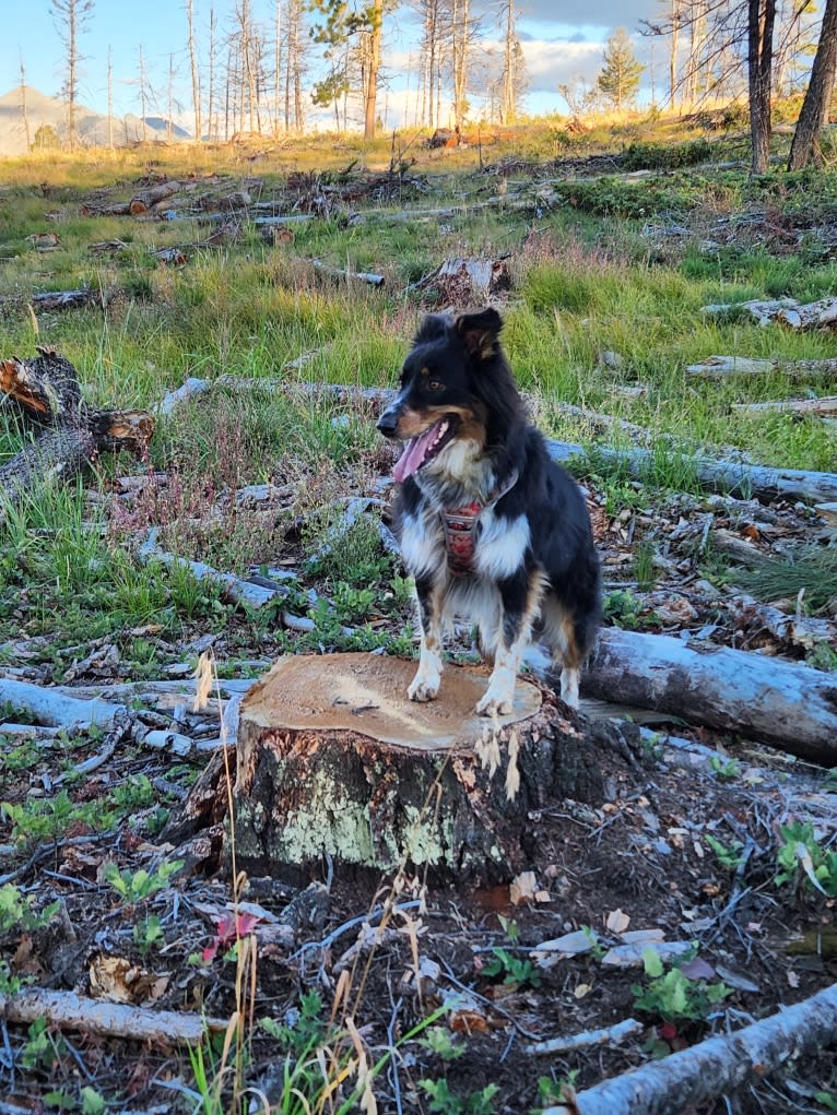 Lancer, an Australian Shepherd and Australian Cattle Dog mix tested with EmbarkVet.com