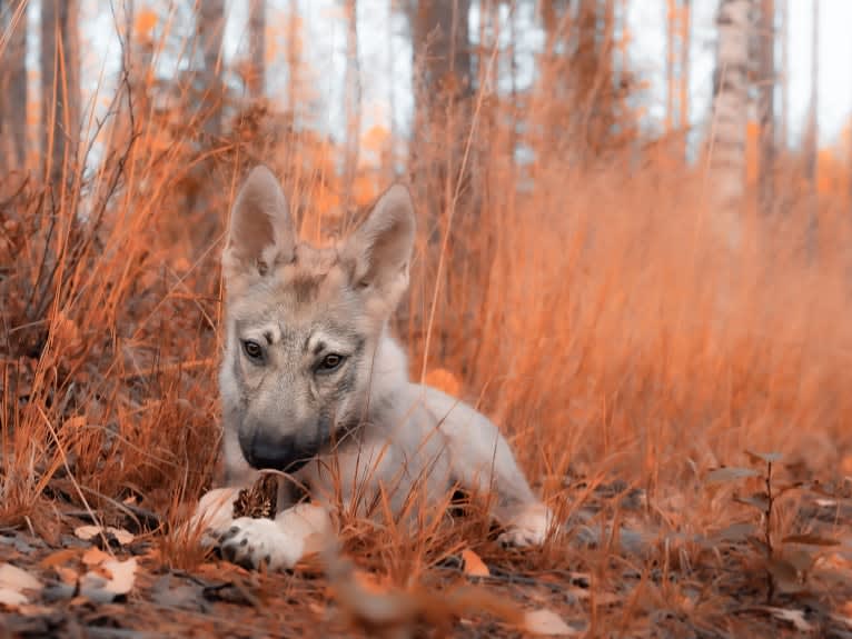 Olav, a Czechoslovakian Vlcak and German Shepherd Dog mix tested with EmbarkVet.com