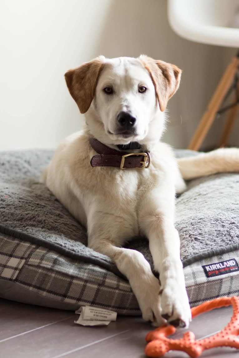 Eddie, a Labrador Retriever and Siberian Husky mix tested with EmbarkVet.com