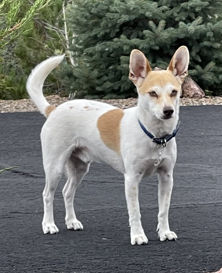 Tejon, a Chihuahua and Poodle (Small) mix tested with EmbarkVet.com