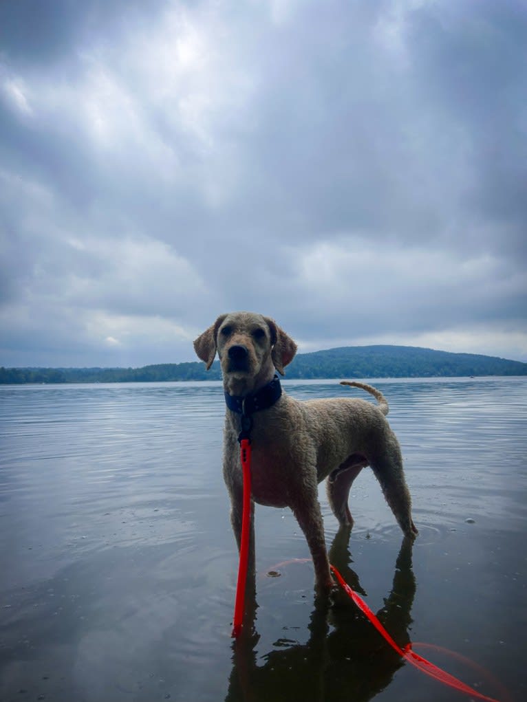 Sam, a Goldendoodle tested with EmbarkVet.com