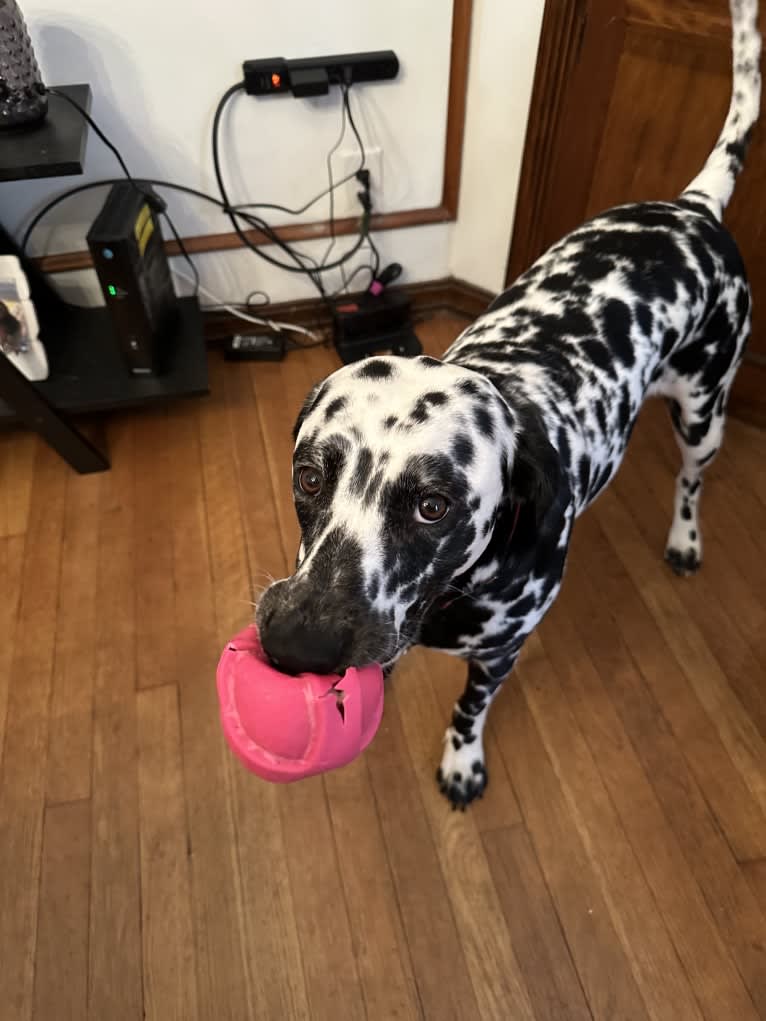 Pepper Mehta, a Dalmatian tested with EmbarkVet.com