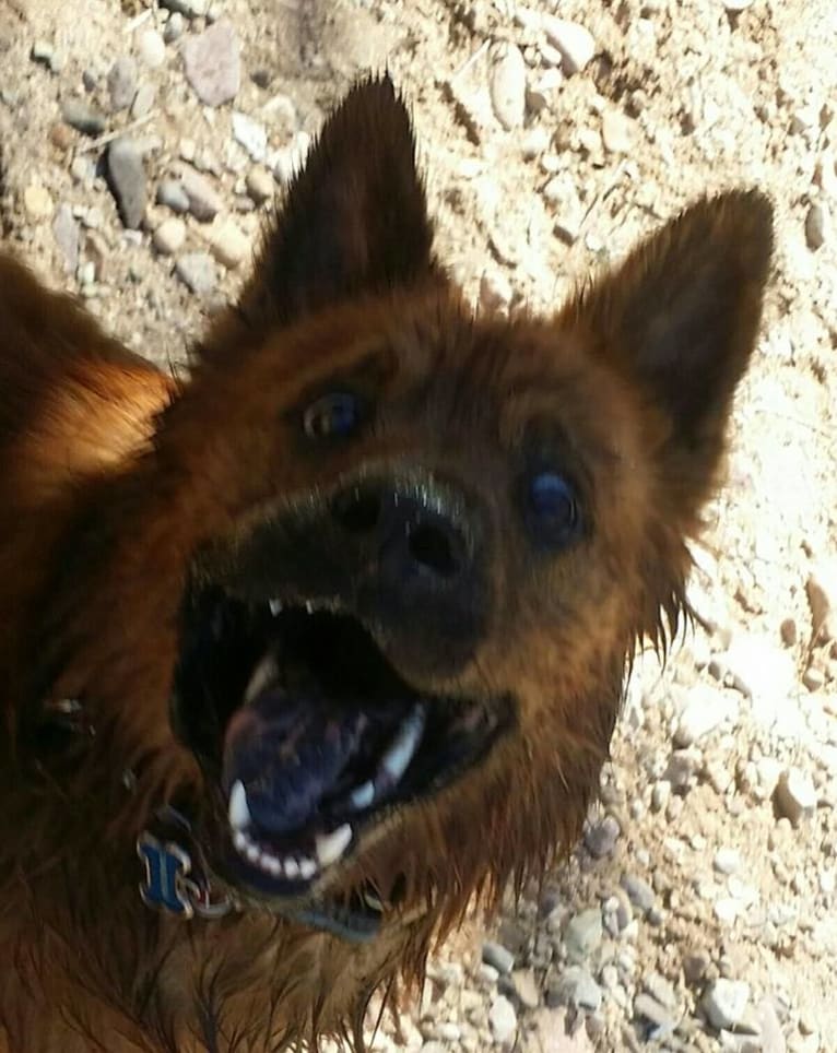 Charlie Bear, a Chow Chow and Chinese Shar-Pei mix tested with EmbarkVet.com