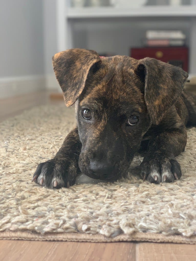 Ragu, an American Pit Bull Terrier and Siberian Husky mix tested with EmbarkVet.com