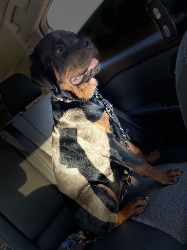 Chompy, a Rottweiler tested with EmbarkVet.com