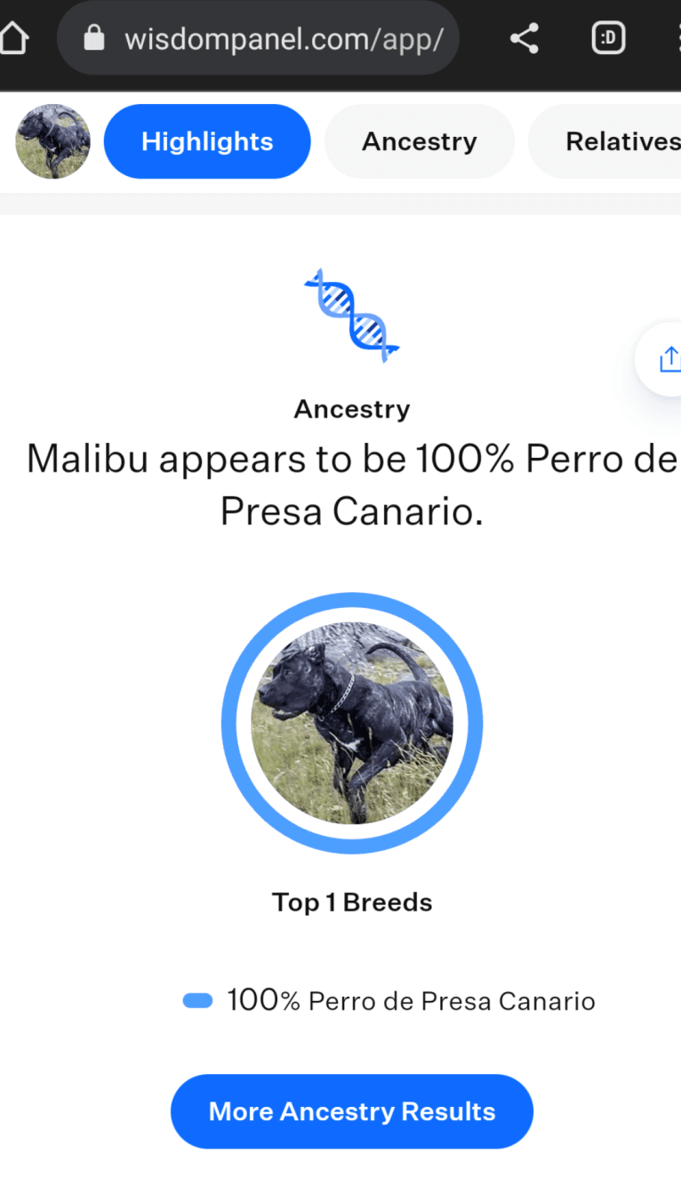 🔥Malibu🔥, a Perro de Presa Canario and Neapolitan Mastiff mix tested with EmbarkVet.com