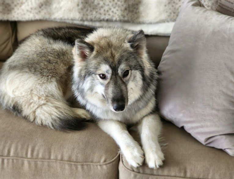 Boujie, a Siberian Husky tested with EmbarkVet.com