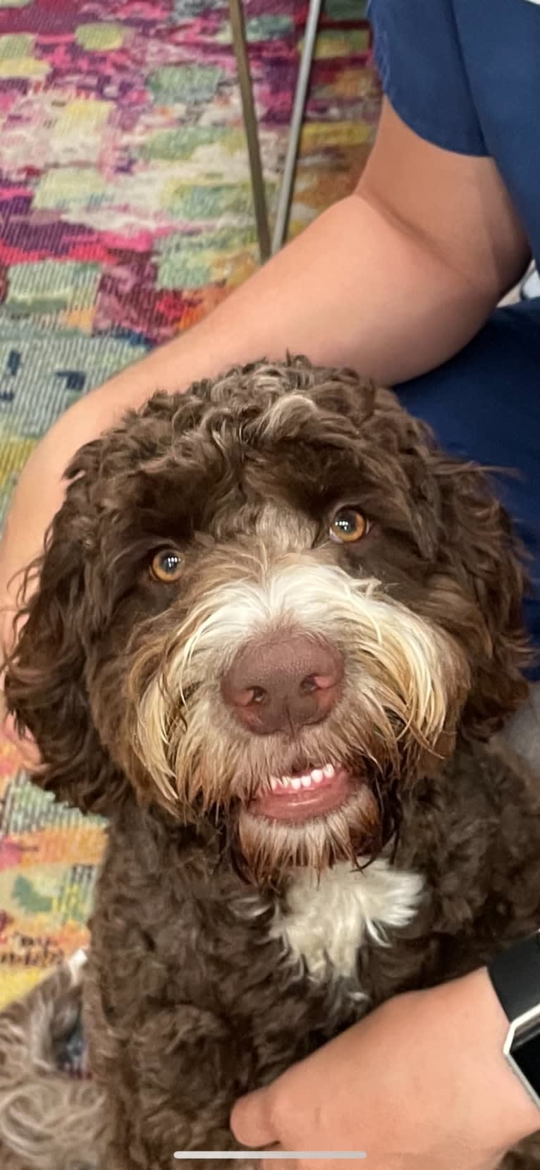 Bolo, an English Springer Spaniel and Poodle (Standard) mix tested with EmbarkVet.com