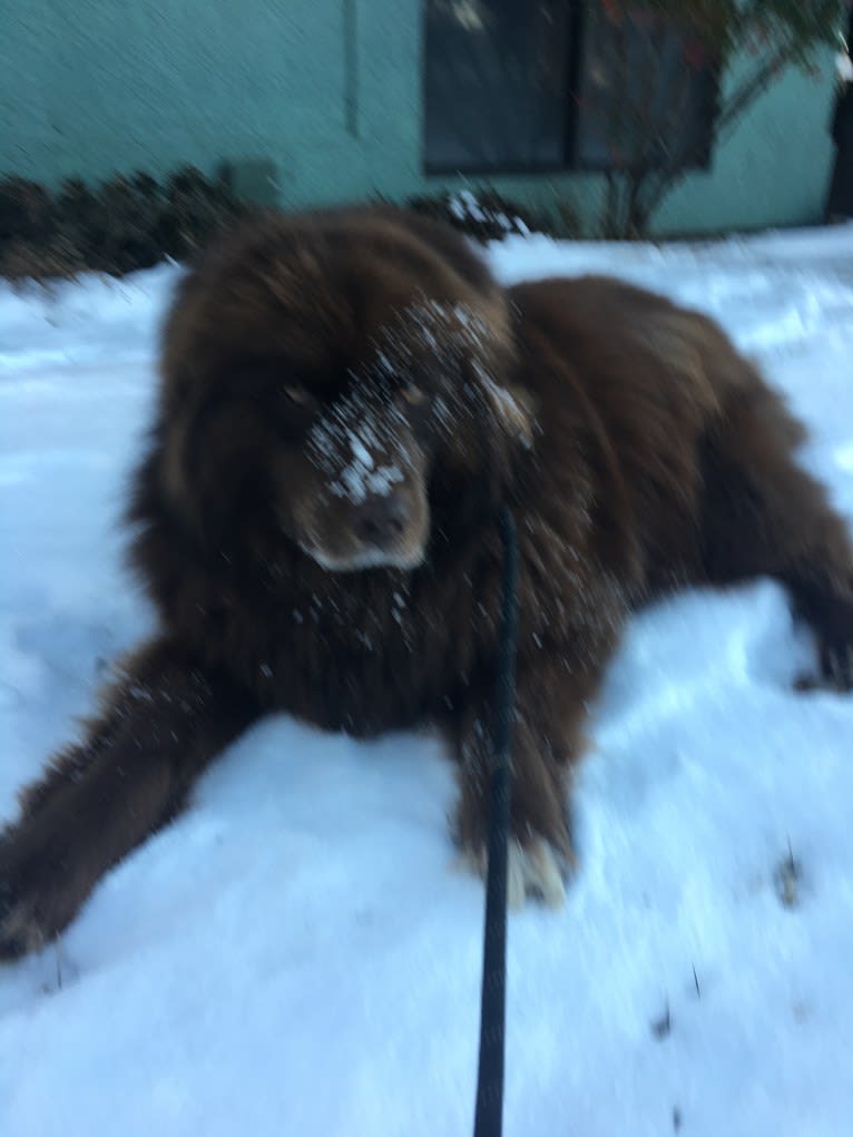 Rosey, a Newfoundland and Siberian Husky mix tested with EmbarkVet.com