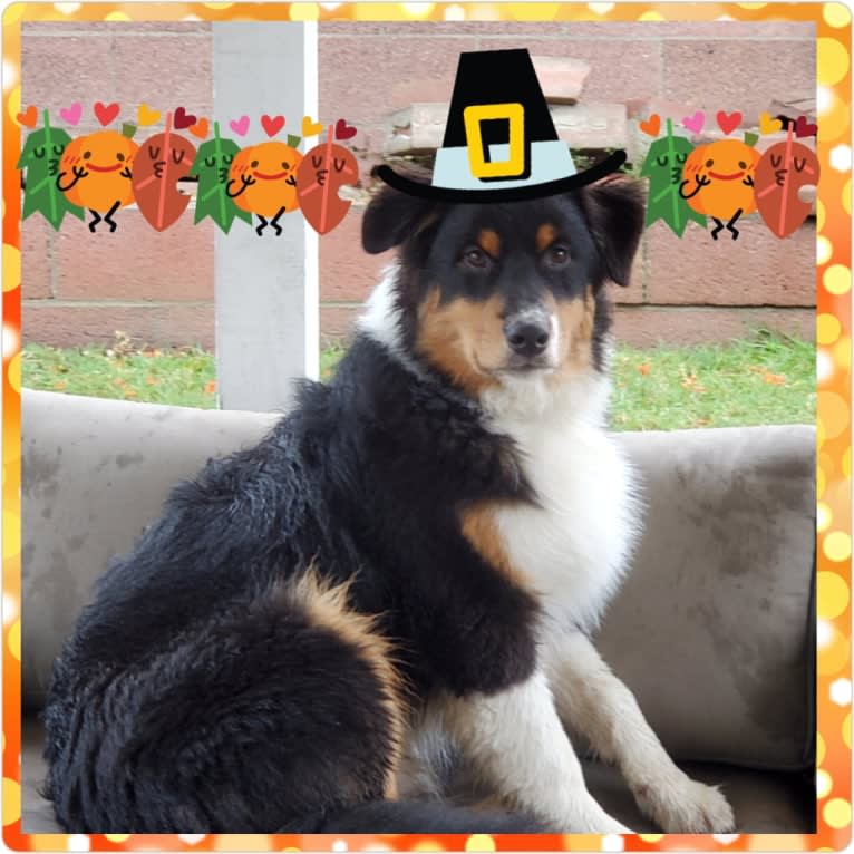 Champ Ice, an Australian Shepherd tested with EmbarkVet.com