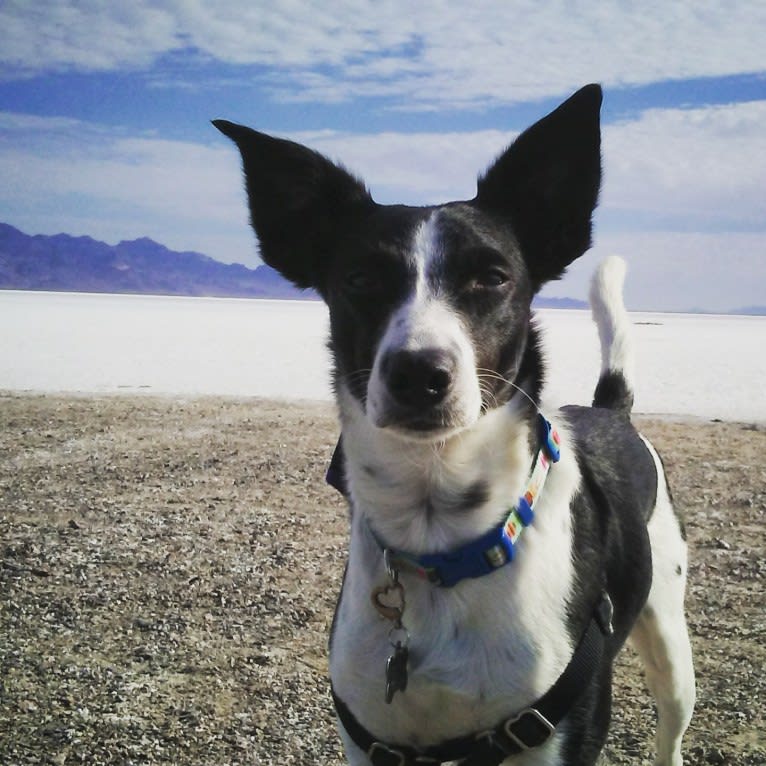 Luca, a Labrador Retriever and Australian Cattle Dog mix tested with EmbarkVet.com