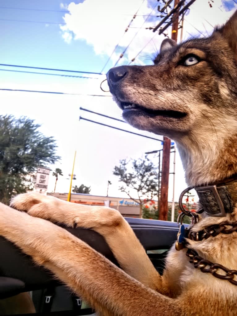 Sneaky, a Siberian Husky and Coyote mix tested with EmbarkVet.com