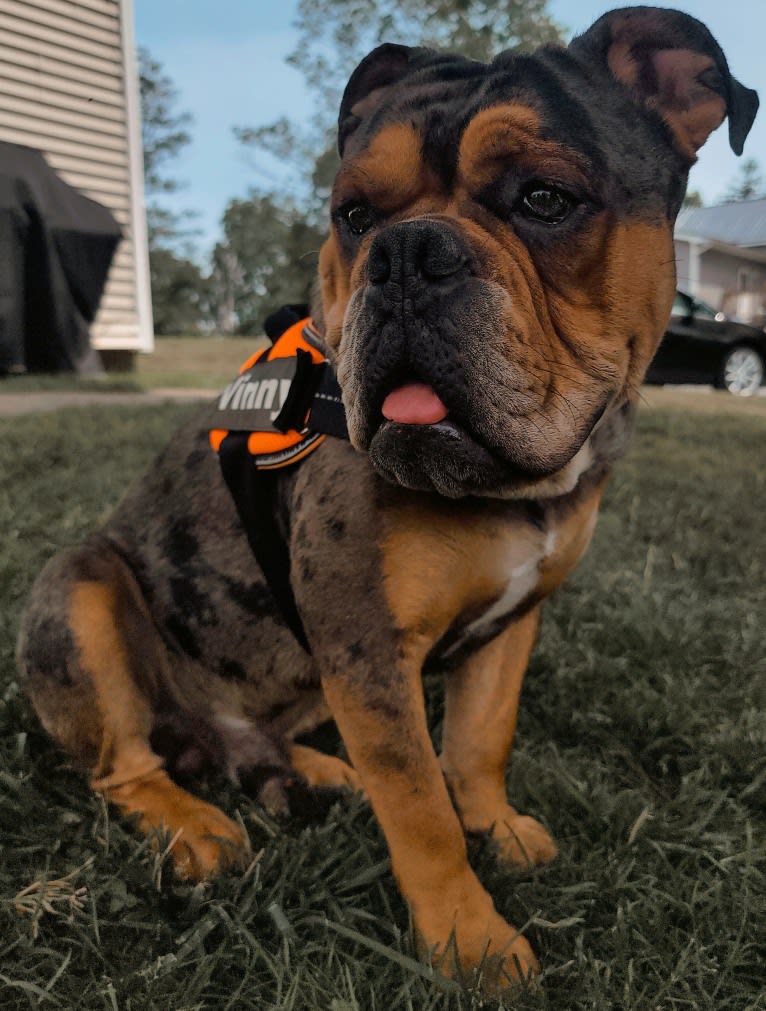 Vinny, an Olde English Bulldogge tested with EmbarkVet.com