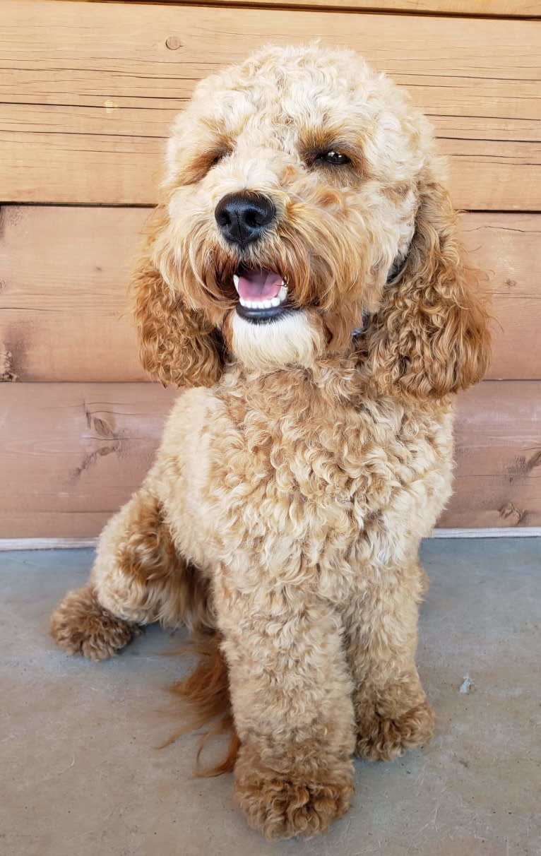 Chloe, a Poodle (Small) and Cocker Spaniel mix tested with EmbarkVet.com