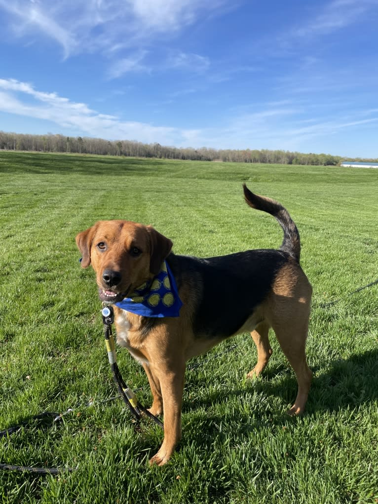 Sullivan, an American Foxhound and Labrador Retriever mix tested with EmbarkVet.com