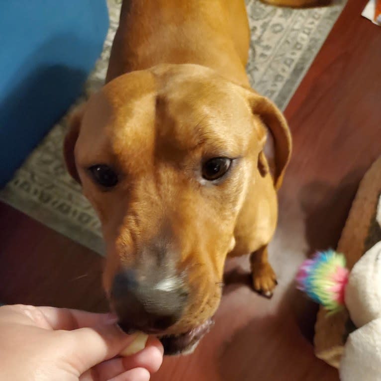 Gus, a Redbone Coonhound and American Pit Bull Terrier mix tested with EmbarkVet.com