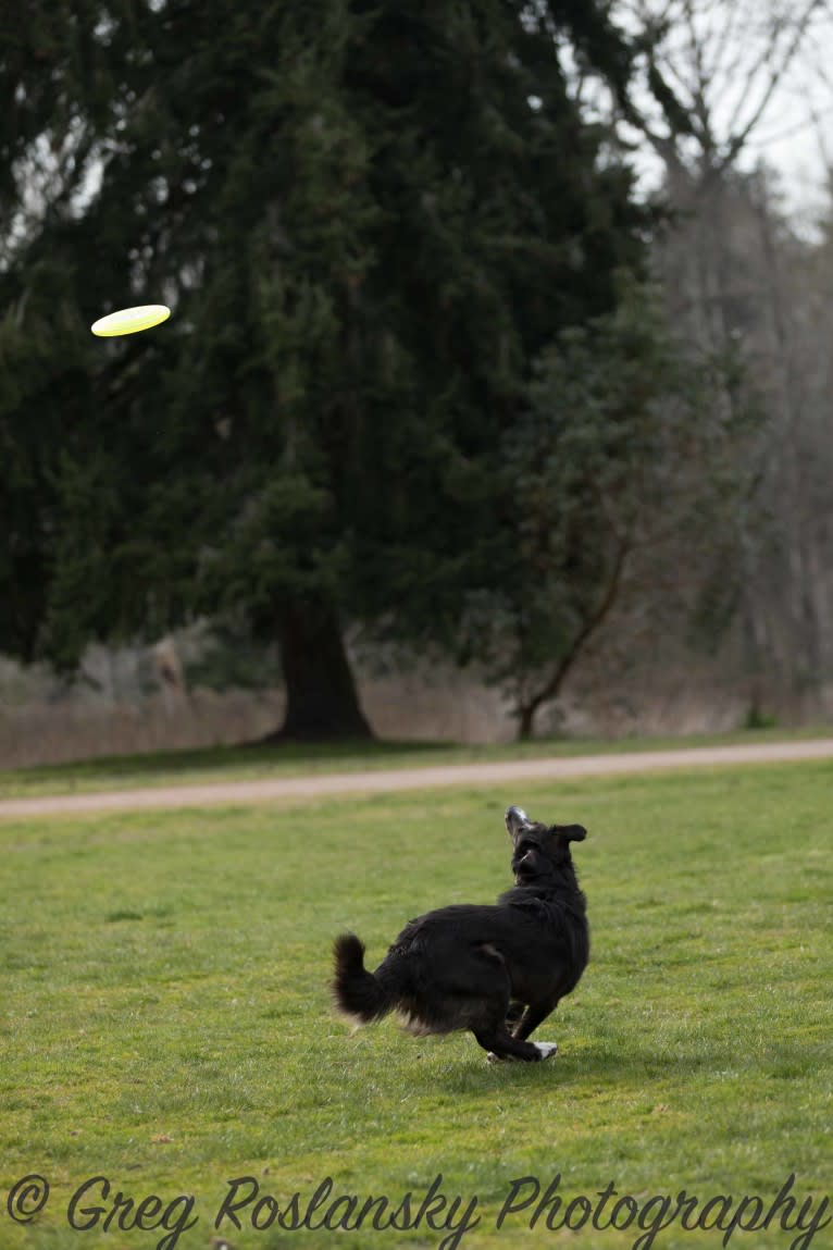 Jane, an English Shepherd tested with EmbarkVet.com