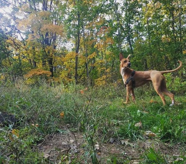 Lulu, an American Pit Bull Terrier and Boxer mix tested with EmbarkVet.com