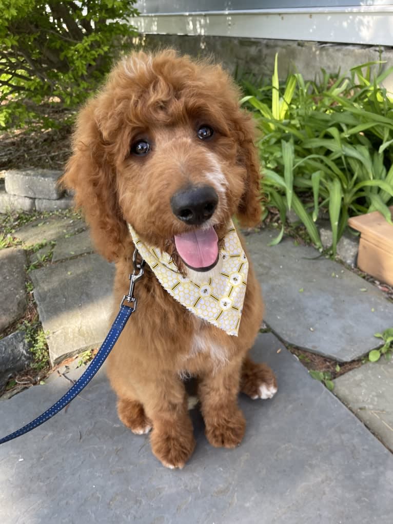 Figgy, a Goldendoodle tested with EmbarkVet.com